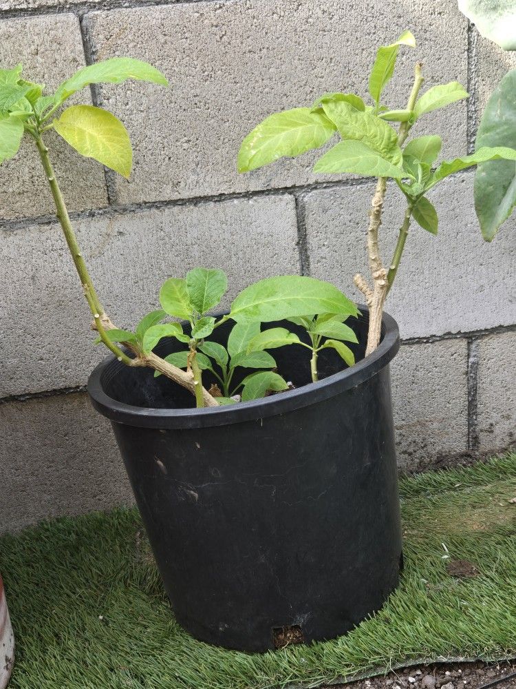 Angel Trumpet Plant
