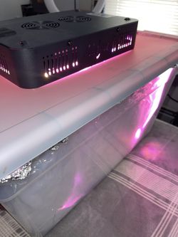 Sneaker Sole Icing Station