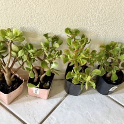 🌿Lucky Jade Or Gud Luck Plant ♥️