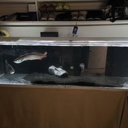 240 Gal Acrylic Aquarium/fish Tank