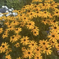 Black Eyed Susan Plant About To Bloom In Pots Semiannual 