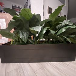Fake Plant With Box. 