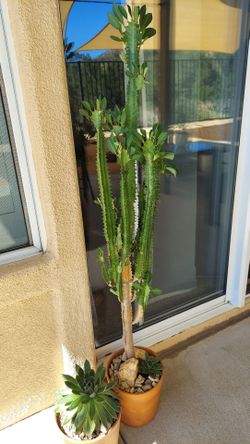 Euphorbia