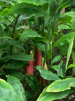 TROPICAL PLANTS
