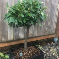 English Laurel tree with fragrant white flowers $50