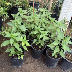 Chiltepin Plans $10 Each