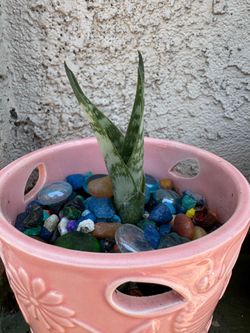 snake plants ! read description