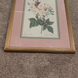 Framed Rosa Noisettiana Lithograph