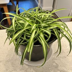 Curley Leaf Spider or Ribbon Plant 