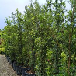 Podocarpus Plants 15gl 5.5-6ft $45.00