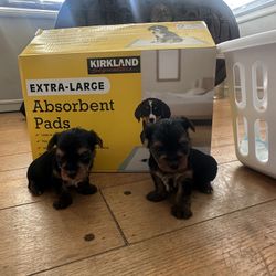 Training Pads For Dogs 