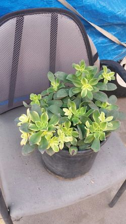 Kiwi plant 2 gallon pot