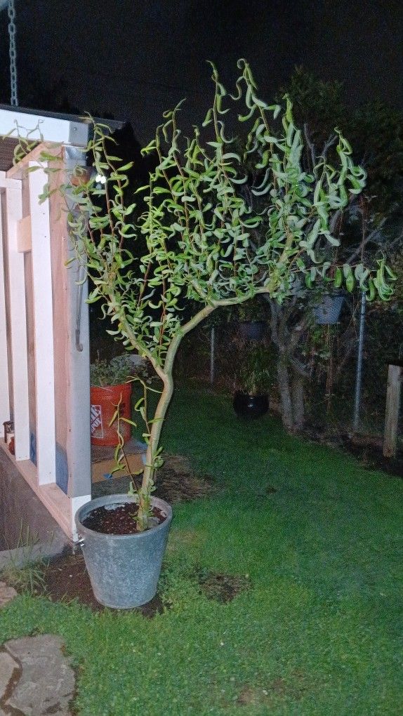Corkscrew Willow Tree 