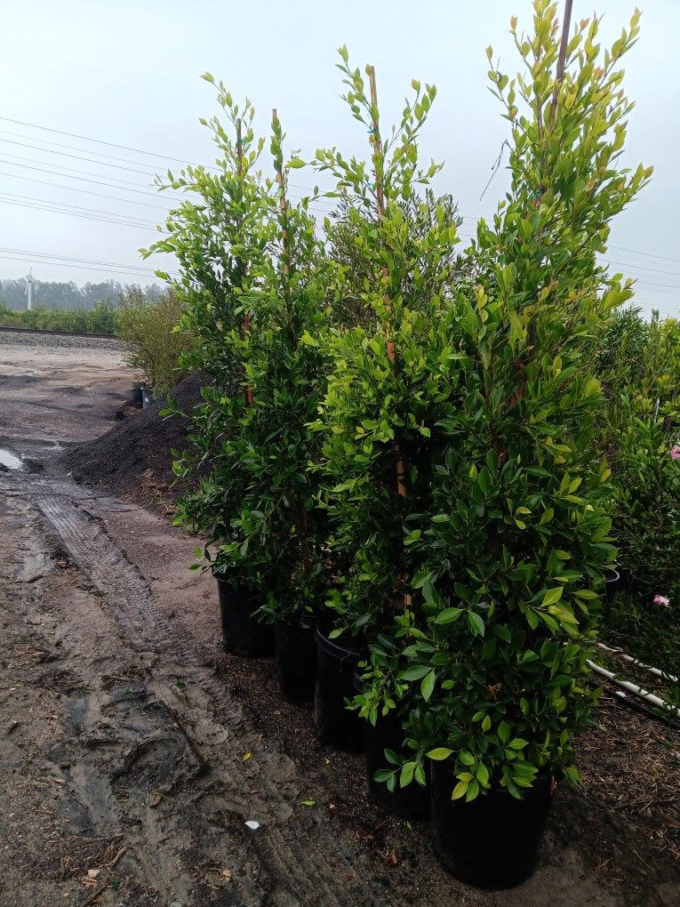 Ficus Nitida - Indian Laurel Fig - 15 Gal