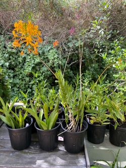 Epidendrum Sun Orchids
