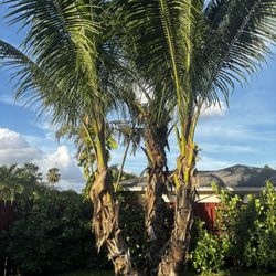 🌴 10-Foot Coconut Palm Trees (3) – Fruit-Producing – Buyer Removes 🌴