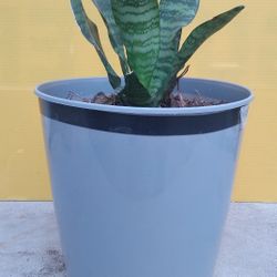 Dwarf Zeylanica Snake 🐍Plants 