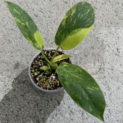 Philodendron Green Congo Hybrid Variegated 