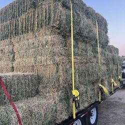 Alfalfa fine stem  2026 cut #1 quality