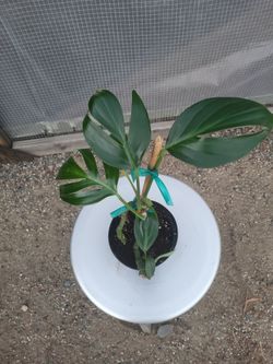 Creeping Philodendron Plant 6" Nursery Pot