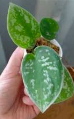 Silvery Anne Pothos * Rooted Starter Plants*