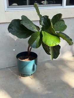 Fiddle Leaf Fig Tree — 42", Blue Pot