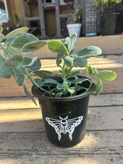 Kalanchoe 
