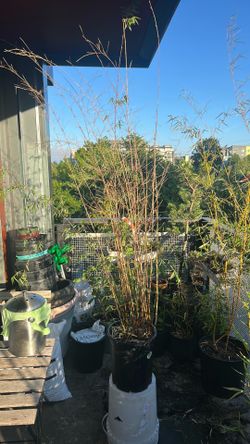 Free: struggling bamboo