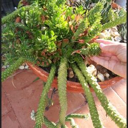 M. Stapeliodes f var Guentheri Euphorbia neostapelioides  (Medusa) Succulent Cactus RARE Plant