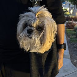 Designer Dog Carrier Kate Gray Designs Fits Small Dogs Excellent Condition