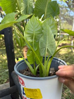 Alocasia plant