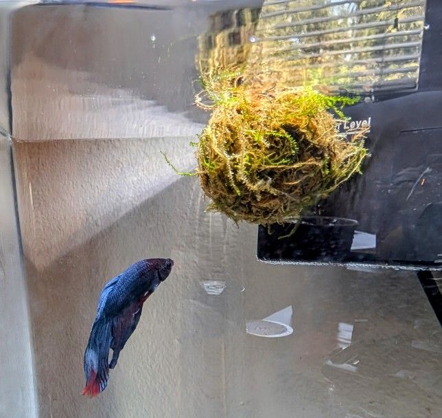 Complete 2.5 Gallon Corner Betta Aquarium