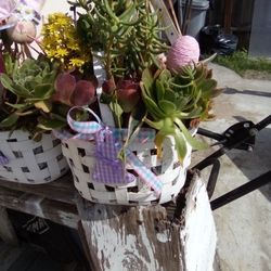 Easter Succulents