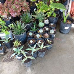 All Kinds Of Succulents