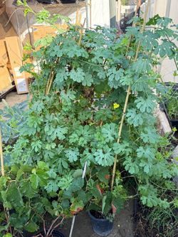 Bittermelon big plants 大苦瓜苗 in 1 gallon pot