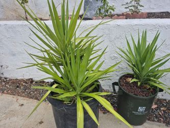 Free baby yucca plants (2)