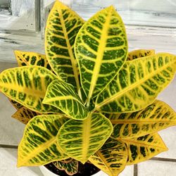 ❤️Petra' CROTON Is a popular tropical evergreen shrub known for its vibrant, multicolored foliage❤️