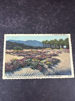 1953 Palm Springs California Mt San Jacinto Wildflowers Vintage Postcard