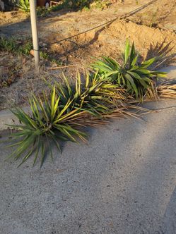 Free yucca cuttings