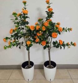 *** NEW LOW PRICE *** PAIR of 5ft Faux Orange Camellia Trees in 16in White/Black Planters (2 for $90) @ Lasting Creations