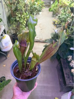 6” pitcher plant