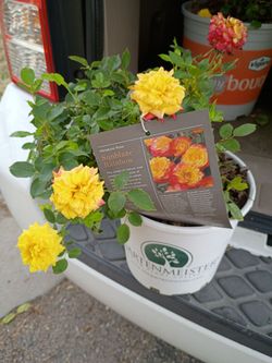 Roses