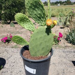 Nopal (Cactus) 🌵 Plant