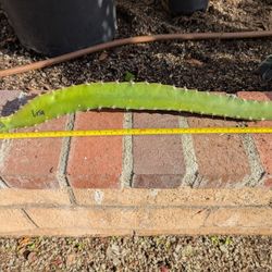 Dragon Fruit Cutting- Lisa Variety