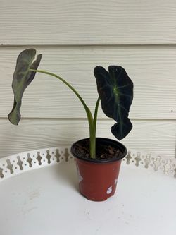 Black Elephant Ears