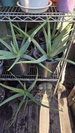 One Aloe Vera Plant