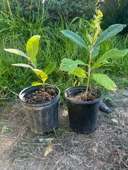 Loquat x2