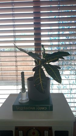Croton Plant with Pot