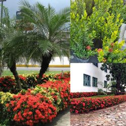 Ixoras Plant 🪴 3gal Plantas De Ixoras 