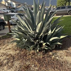  Plant 
